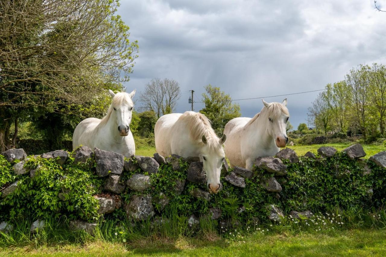 Luxury Apartment, Bed And Breakfast Galway Exteriör bild
